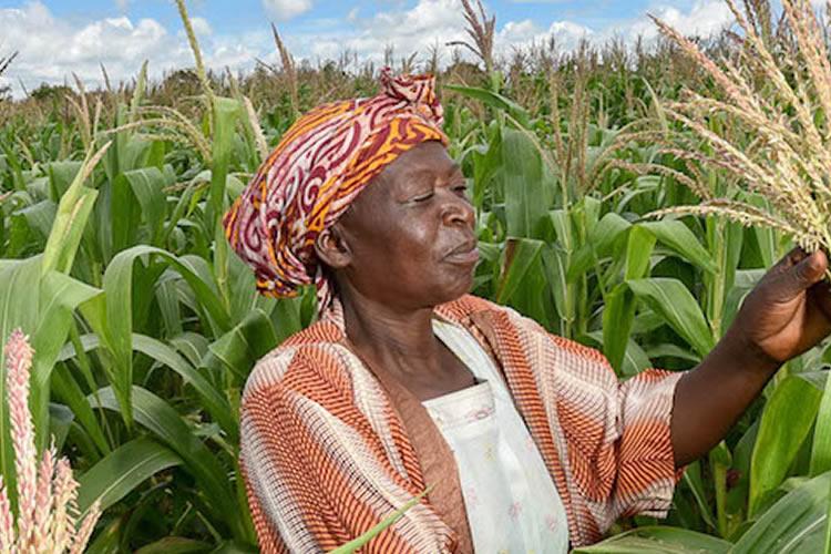 Malawi maize production