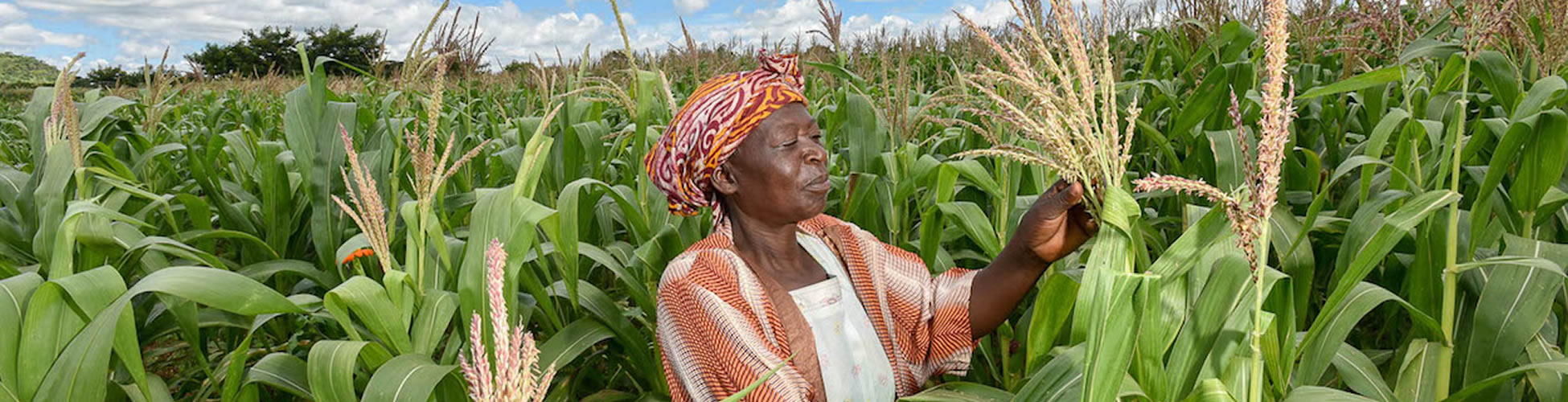Malawi maize production